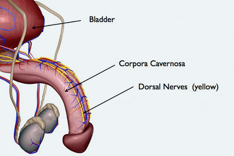 Dorsal nerves penis