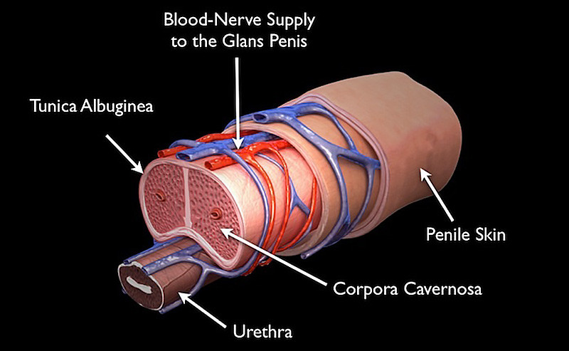 Penis cross-section anatomy