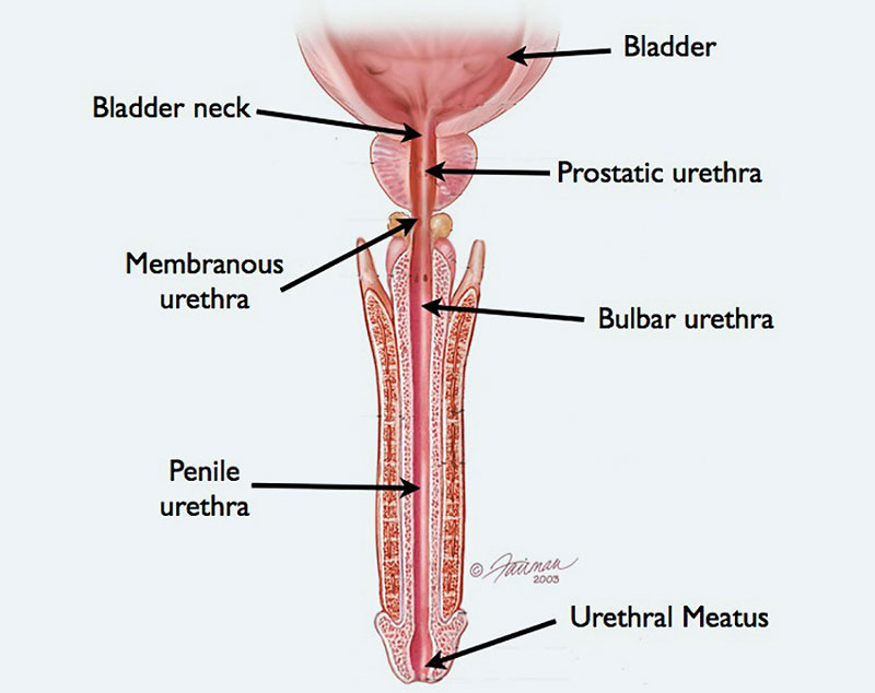 Male urethra anatomy
